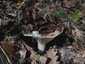 Földtoló galambgomba (Russula delica), Budai-hegység